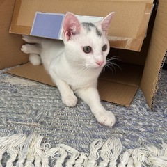 人懐っこい白ネコくん