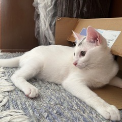 人懐っこい白ネコくん - 猫