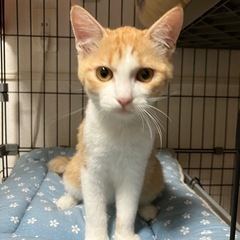 生後３ヶ月の超人懐こいメス猫。獣医師さんお墨付きです。