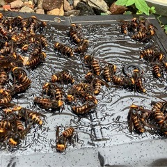 【即日対応】スズメバチ駆除　お任せください😌