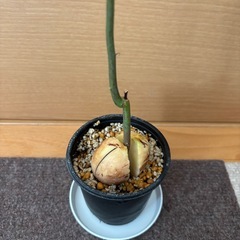 アボカドの画像