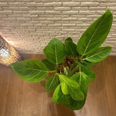 ❇️【ワンランクアップの空間へ】✨高級感あふれる観葉植物【ゴムの木】✨の画像