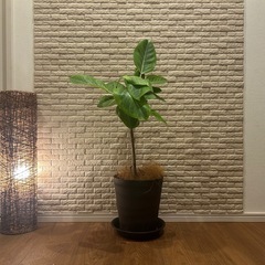 ❇️【ワンランクアップの空間へ】✨高級感あふれる観葉植物【ゴムの木】✨の画像