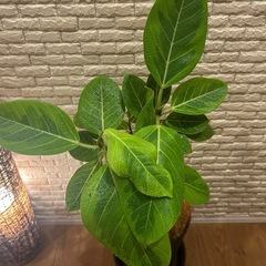 ❇️【ワンランクアップの空間へ】✨高級感あふれる観葉植物【ゴムの木】✨の画像