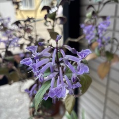 鉢花紫の花かま咲きますの画像