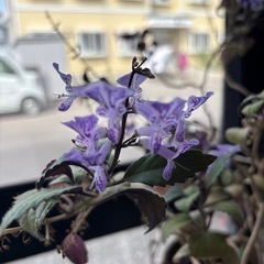 鉢花紫の花かま咲きますの画像