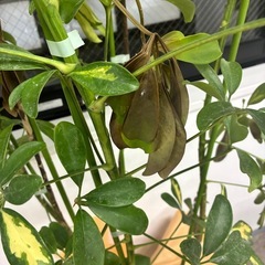 観葉植物🪴カポックの画像