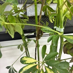 観葉植物🪴カポックの画像