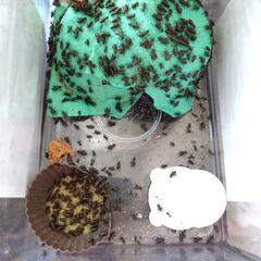 フタホシコオロギ（生餌）500匹