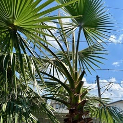 
ワシントンヤシの画像