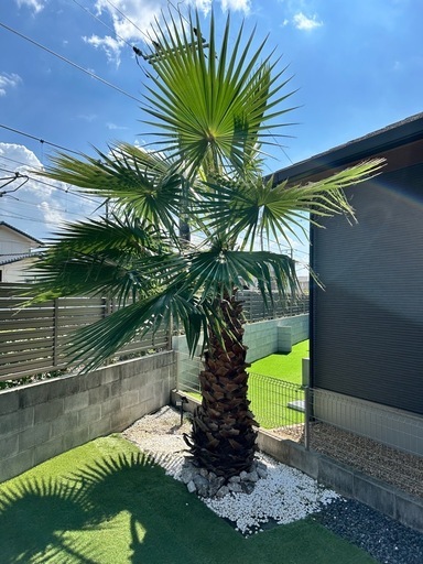 ワシントンヤシ