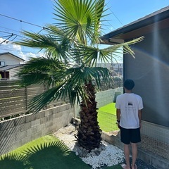 
ワシントンヤシの画像