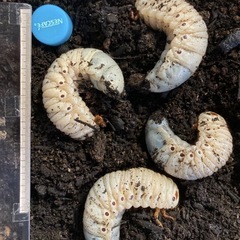 4匹　2ペア　レックスゾウカブト　３齢幼虫　の画像