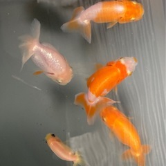 金魚　らんちゅう　ミルクランチュウ　写真の子全て　の画像