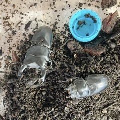 オオクワガタ　ペア　の画像