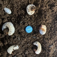 6匹　ヘラクレスオオカブト　2〜3齢幼虫　の画像