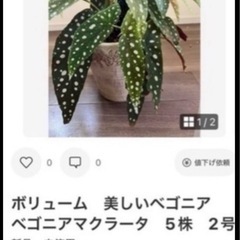 ②無料　ベゴニア　北斗七星の画像