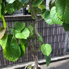 ウンベラータ の画像