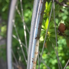 クロモリロードバイク 要整備の画像