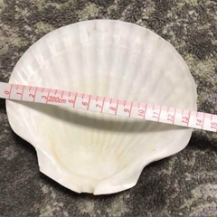 【未使用】国産ホタテの貝殻　10枚セットの画像