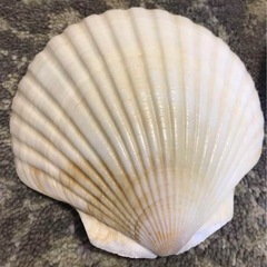 【未使用】国産ホタテの貝殻　10枚セットの画像