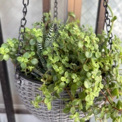 再撮影★✳︎最終値下★多肉植物★ハンギングバスケット　吊り下げ式の画像