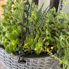 再撮影★✳︎最終値下★多肉植物★ハンギングバスケット　吊り下げ式の画像