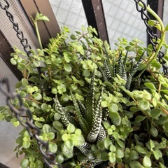 再撮影★✳︎最終値下★多肉植物★ハンギングバスケット　吊り下げ式の画像