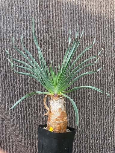 ブーファン　ディスティチャ(夏型))