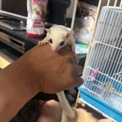 フクロモモンガ☆男の子☆8ヶ月☆