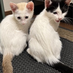 【動画あり】珍しい色柄☆沖縄から来た子猫3匹☆初期医療済み