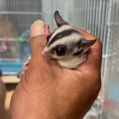 フクロモモンガ☆8ヶ月☆男の子☆