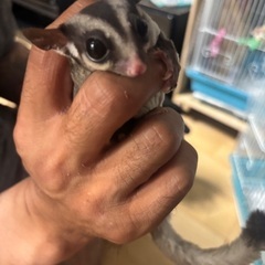 フクロモモンガ☆女の子☆2歳くらい☆