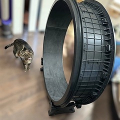 キャットホイールの画像