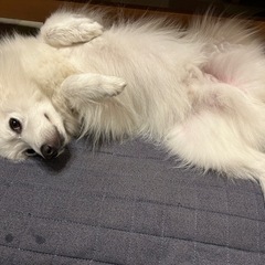 【オンライン】 愛犬の腎臓ケア🐶フード選びで迷っていませんか？