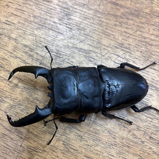 パラワンオオヒラタクワガタペア