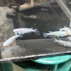 メダカ　白虎　7匹の画像