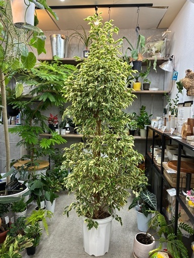 ベンジャミナスターライト　10号サイズ