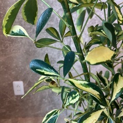 観葉植物の画像