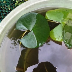 睡蓮　小さ目2株の画像