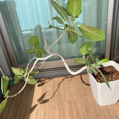 グリーン植物　お譲りします。の画像