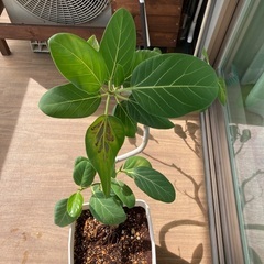 グリーン植物　お譲りします。の画像