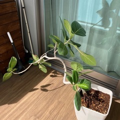 グリーン植物　お譲りします。の画像