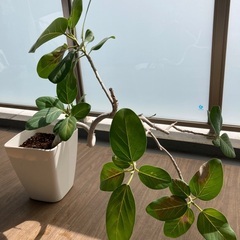 グリーン植物　お譲りします。の画像