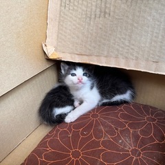野良猫ちゃん