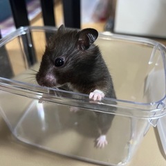 ハムスター　ハリネズミ