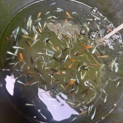 シーズン終盤？改良メダカミックス◆めだかMIX 20匹500円からの画像