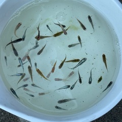 シーズン終盤？改良メダカミックス◆めだかMIX 20匹500円からの画像