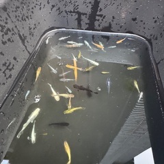 シーズン終盤？改良メダカミックス◆めだかMIX 20匹500円からの画像