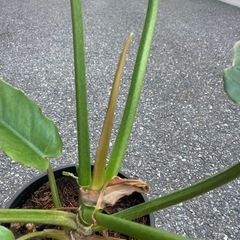 観葉植物　クワズイモ　高さ６０センチ
の画像